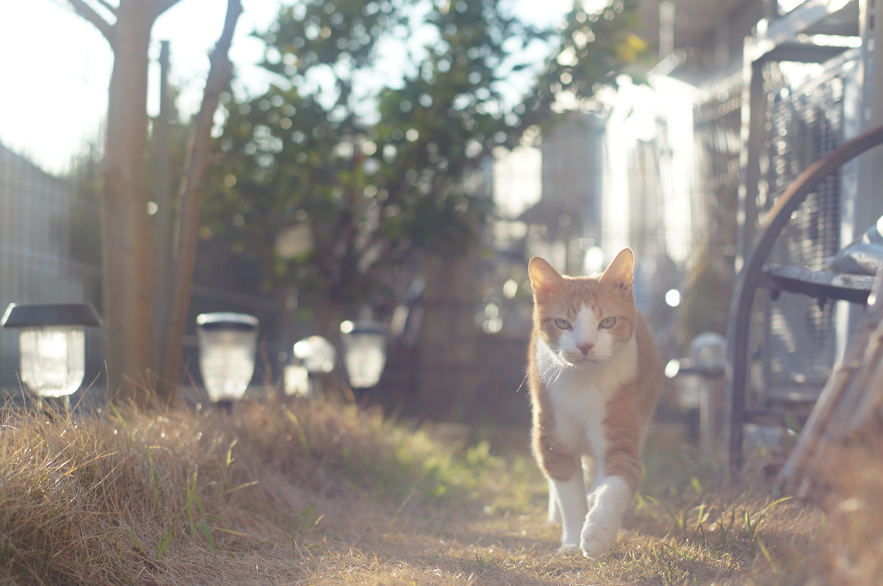 【単焦点/美しいボケ◎】 OLYMPUS ZUIKO 50mm F1.4